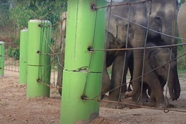 Passive Fencing Keeps Thailand’s Elephants Out of Harm’s Way